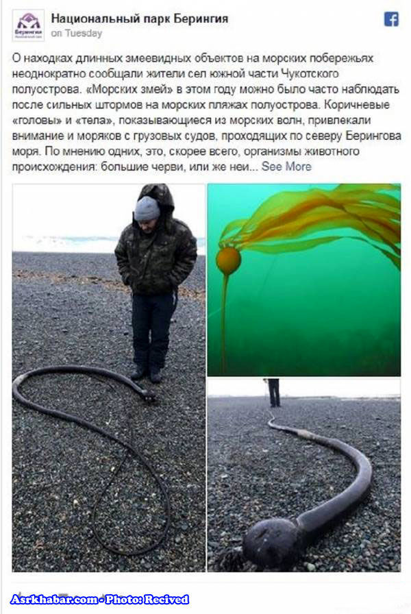 موجودی ناشناخته و عجیب در سواحل روسیه