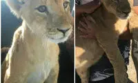 کشف توله شیر در اصفهان