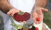 سایز عجیب این توت‌فرنگی را ببینید