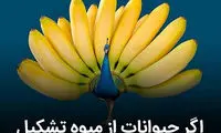 اگر حیوانات از میوه تشکیل می‌شدند!