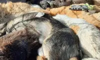 جزئیات سگ‌کشی در زنجان