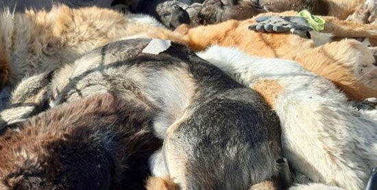 جزئیات سگ‌کشی در زنجان