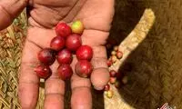 علاقه عجیب ساکنان ماداگاسکار به قهوه خفاشی