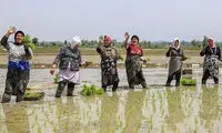 برنج آنلاین قد کشید!