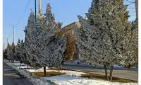 تصویری از درختان یخ‌زده در اراک!
