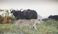عکس: ضربه مرگبار بوفالو به ماده شیر
