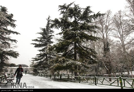 عکس: بارش نخستین برف زمستانی در تهران