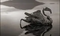 این دریاچه پرنده‌ها را مجسمه میکند +عکس