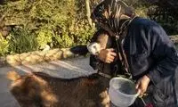 ماجرای مرال زخمی و پیرزن مهربان