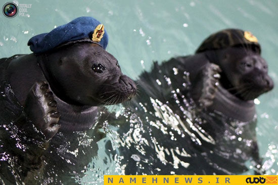 ارتش شیرهای دریایی در روسیه! +عکس