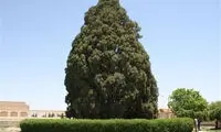 ثبت جهانی پیرترین درخت دنیا