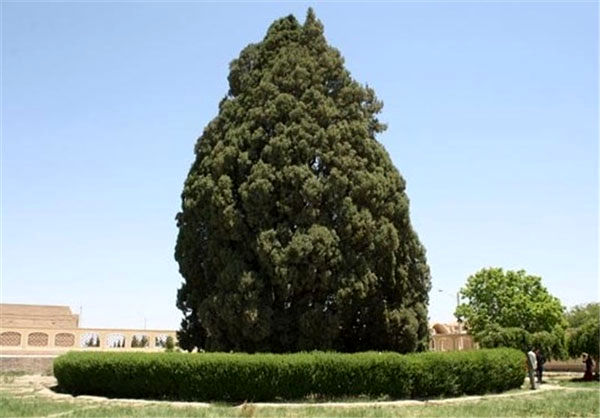 ثبت جهانی پیرترین درخت دنیا