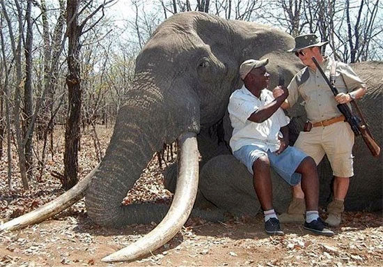 شکار بزرگترین فیل 50 سال اخیر آفریقا