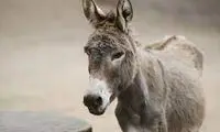 ضربه وحشیانه؛ اجرای فن رزمی روی  الاغ بی‌دفاع!