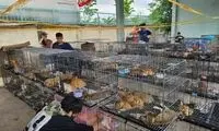 سرقت ۲۷۰۰ گربه برای فروش گوشت به رستوران‌ها