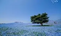ساحلی رویایی پر از شکوفه های آبی!