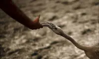 عکس: کمپین حمایت از فلامینگو
