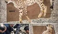 یک یوزپلنگ در جاجرم بر اثر تصادف تلف شد