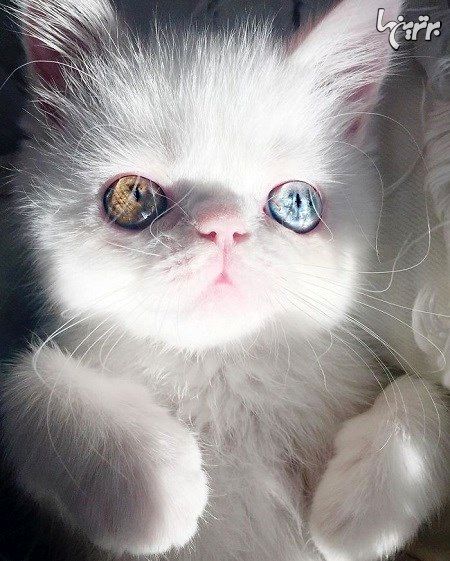 چشمان این گربه شما را جادو می کند
