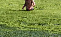 تصاویری از مزارع کشت و پرورش جلبک!