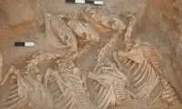 کشف قدیمی‌ترین تغییر ژنتیکی حیوانات توسط بشر