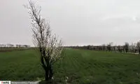 شکوفه‌های بهاری درخت بادام