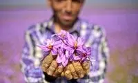خسارت دلالان چینی به زعفران ایرانی