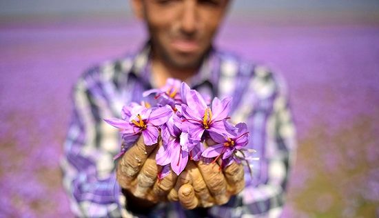 خسارت دلالان چینی به زعفران ایرانی