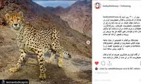 تشکر هدیه تهرانی از لئوناردو دی‌کاپریو
