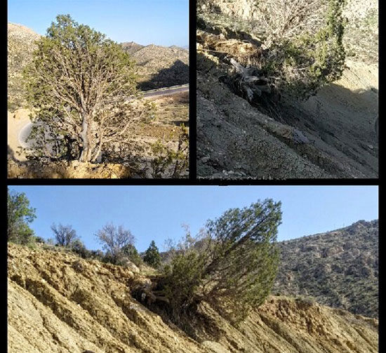 نجات درخت وُهل چند صد ساله در استهبان فارس