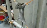 وقتی موش وارد خوابگاه پسران شد! +عکس