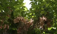 عکس: پاییز زودرس در تهران