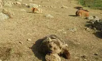 کشف لاشه یک خرس بعد از 4 روز در سرعین