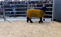 گوسفند ۵۲هزار دلاری در حراجی ایرلند!