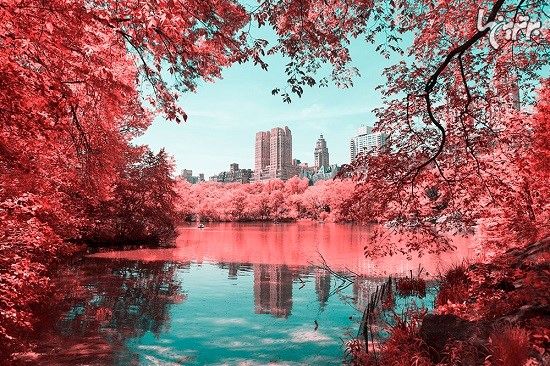 پارک مرکزی نیویورک در مادون قرمز!