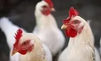 مرغ «ممتاز» به‌زودی در کشور عرضه می‌شود