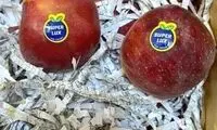 تصویری قابل تامل از کارتن سیب‌های صادراتی