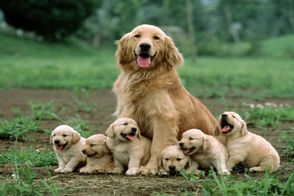 سگ مادر، توله‌اش را از میان سیلاب نجات داد