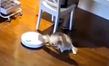 ویدئویی که ثابت می کند گربه از سگ باهوش‌تر است