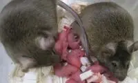 زایمانِ موفق چندین بچه از ژنِ دو همجنس