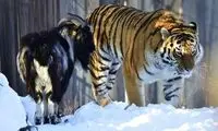 دوستی جالب بز با ببری که قرار بود غذای او باشد