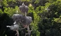 روستای دره‌تفی معروف به شهر لک‌لک‌ها در کردستان