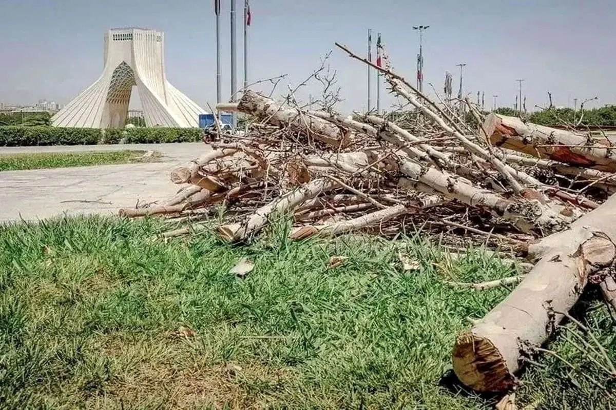   ماجرای خبرساز قطع درختان در میدان آزادی 