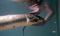 پیرترین ماهی جهان که عمرش بیشتر از جنگ جهانی دوم است!