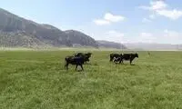 عجیب اما واقعی؛ نادرترین تولد در جهان 