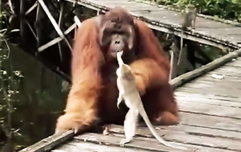 عاقبت موز دزدی میمون از اورانگوتان