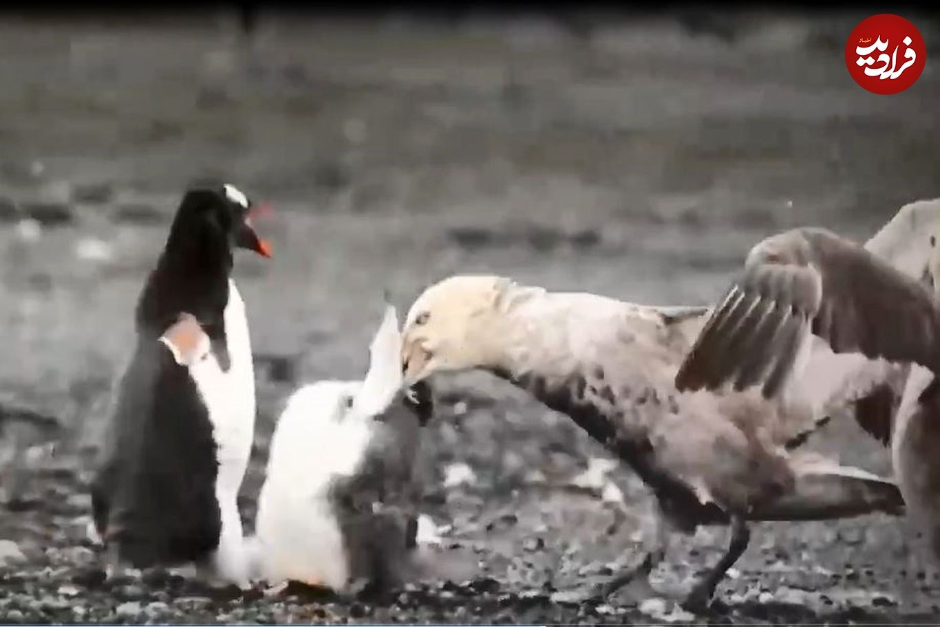 دو مرغ باران، جوجه پنگوئن را مقابل چشم مادرش کشتند!