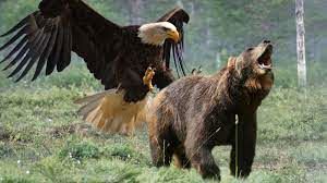 لحظه باورنکردنی شکار یک عقاب توسط خرس گرسنه