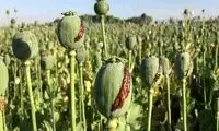 قوه قضاییه: کشت خشخاش جرم است