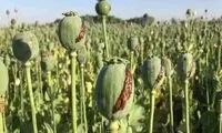 قوه قضاییه: کشت خشخاش جرم است